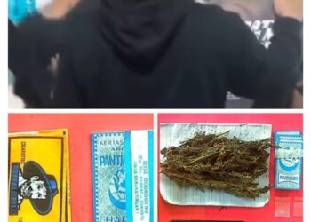 Dua Terduga Pengedar Ganja Ditangkap Satresnarkoba Polres Tanggamus