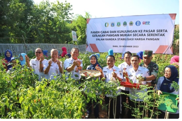 Kendalikan Inflasi, Pemprov DKI Jakarta Gagas Panen Cabai Serentak
