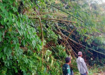 Longsor Akibat Curah Hujan Tinggi, Akses Jalan Utama Jorong Padang Belimbing Nagari Kotosani Tertutup Runtuhan Rumpun Bambu