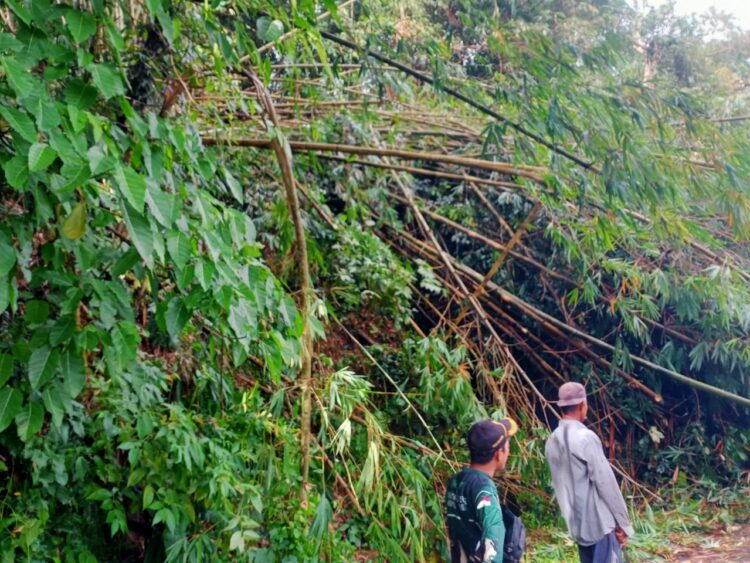 Longsor Akibat Curah Hujan Tinggi, Akses Jalan Utama Jorong Padang Belimbing Nagari Kotosani Tertutup Runtuhan Rumpun Bambu