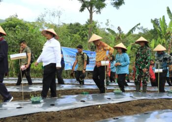 Serentak Pada 9 Kecamatan, Bupati dan Wabub Samosir Tanam Cabai