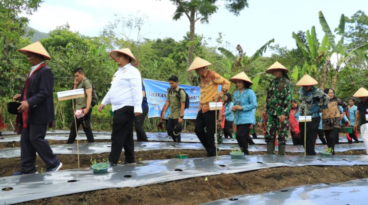 Serentak Pada 9 Kecamatan, Bupati dan Wabub Samosir Tanam Cabai