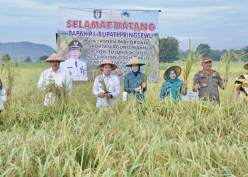 Pj.Bupati Pringsewu Panen Perdana Padi Organik Teknologi BBM