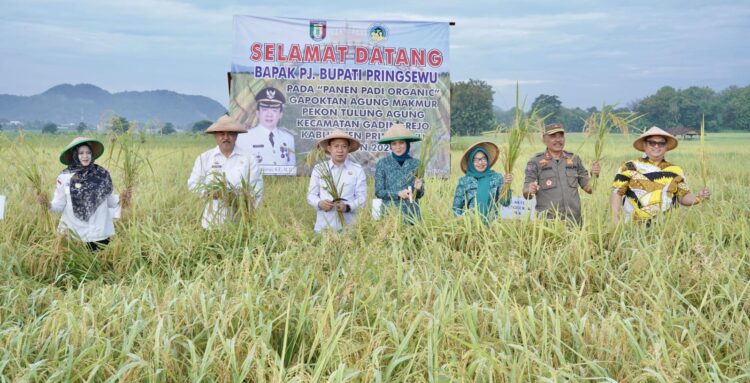 Pj.Bupati Pringsewu Panen Perdana Padi Organik Teknologi BBM