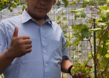 Ketua FWJ Indonesia Korwil Tangerang Selatan Tinjau Budidaya Anggur di Pamulang