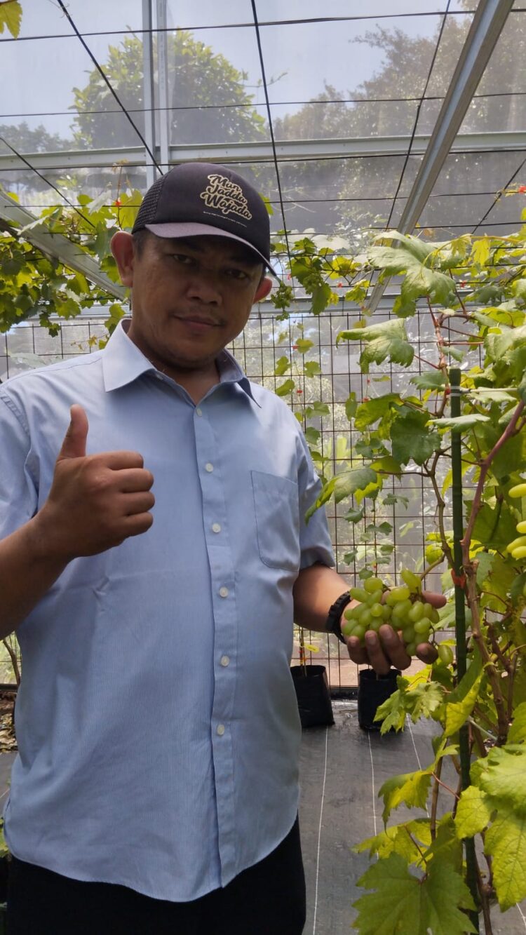 Ketua FWJ Indonesia Korwil Tangerang Selatan Tinjau Budidaya Anggur di Pamulang