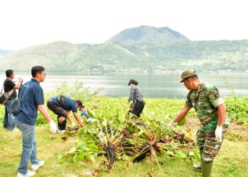 Dukung Goro Massal Bersihkan Eceng Gondok di Dana Toba, Pemkab Samosir Kerahkan Truk Sampah dan Staf