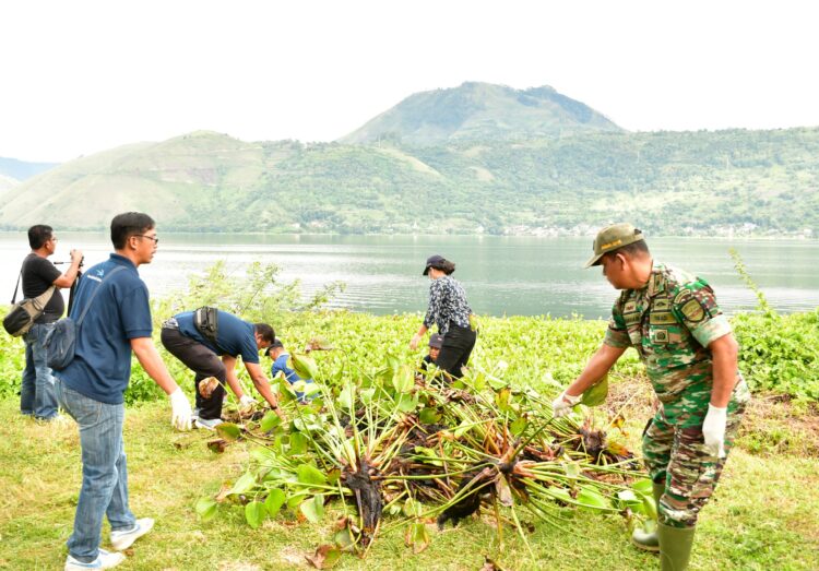 Dukung Goro Massal Bersihkan Eceng Gondok di Dana Toba, Pemkab Samosir Kerahkan Truk Sampah dan Staf