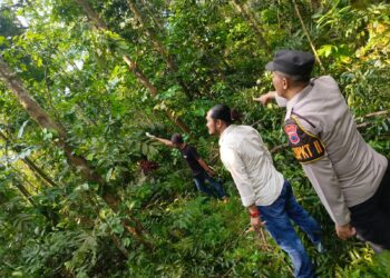 Cari Pakan Ternak, Warga Kutasari Meninggal Jatuh dari Pohon Mahoni