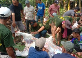 Panitia Kurban Berkah Bersama (PKBB) Dilaksanakan Setelah Selesai Shalat Ied Idul Adha 1445H/2024M