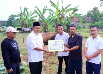 Pemkab Pringsewu Serahkan Hewan Qurban