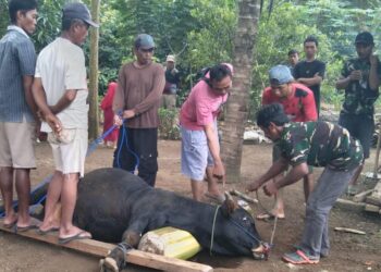 Menjelang Idul Adha 1445 H, Warga Dusun Bendo Sari Gunung Sugih  Korban 1 Ekor Sapi & 2 Ekor Kambing