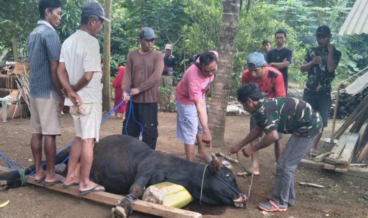 Menjelang Idul Adha 1445 H, Warga Dusun Bendo Sari Gunung Sugih  Korban 1 Ekor Sapi & 2 Ekor Kambing