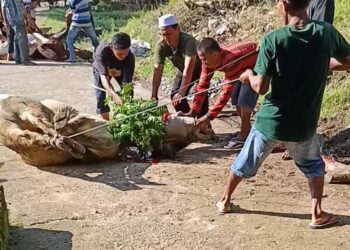 Jemaah Mushala Nurul Fallah ,LBI Jorong Padang Belimbing Nagari Kotosani Potong 4 Ekor Sapi Qurban, di Idula Adha 1445 H tahun 2024