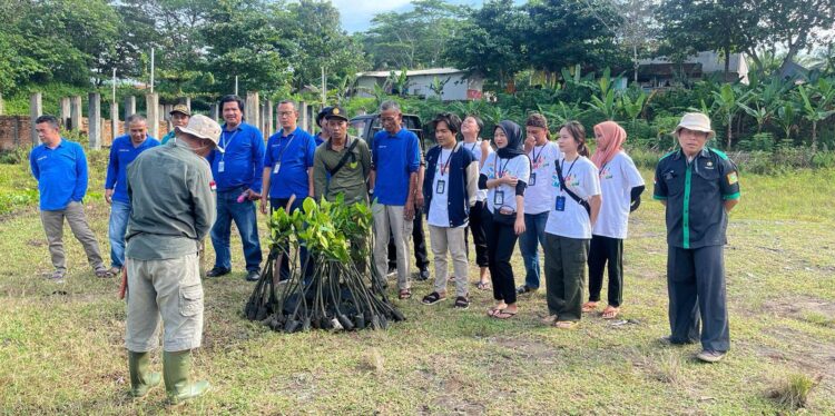 150 Poho Mangrove Ryzofora dan 20 Pohon Cemara Laut Ditanam di Sepadan Pantai Cikawung Ading Blok Cikaladita