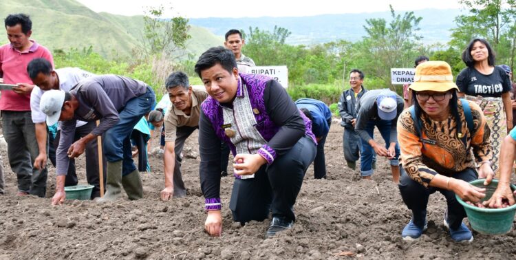 Bukti Kepedulian Bupati Samosir Tanam Bawang Bersama Poktan Desa Hariara Pohan.