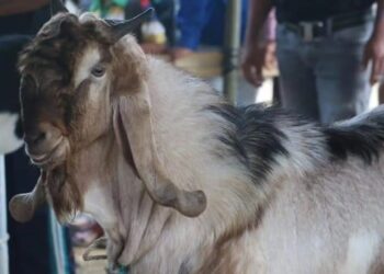 Besok, Festival Kambing 2024 Digelar di Lapangan Desa Lumbir