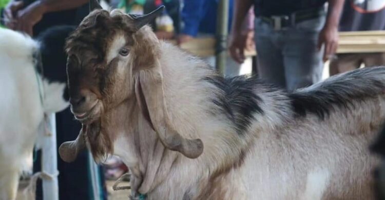 Besok, Festival Kambing 2024 Digelar di Lapangan Desa Lumbir