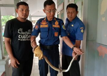 Cepat Tanggap, Satpol PP Damkar Terbanyak dan Tercepat Tindaklanjuti Aduan I-Ceta