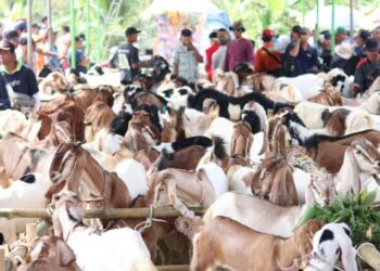 Ratusan Ekor Kambing Ikuti Festival Kambing Lumbir 2024