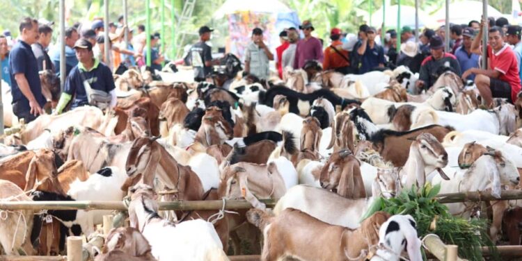 Ratusan Ekor Kambing Ikuti Festival Kambing Lumbir 2024