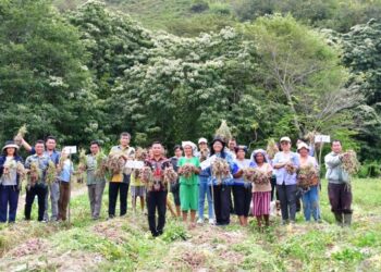 Hasil memuaskan, Kelompok Tani Saudot Desa Sampur Toba Panen Bawang Merah