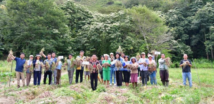 Hasil memuaskan, Kelompok Tani Saudot Desa Sampur Toba Panen Bawang Merah