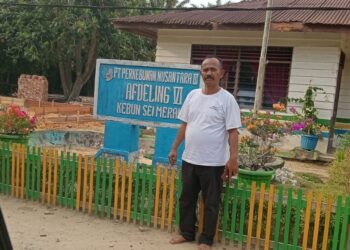 Kinerja Perkebunan Afdeling VI Kebun Sei Meranti  PTP.Nusantara 3 Diduga Tidak Sesuai SOP