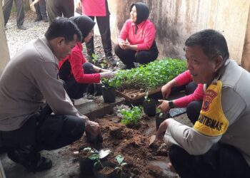 Polsek Kemangkon dan Bhayangkari Tanam Cabai Dukung Ketahanan Pangan