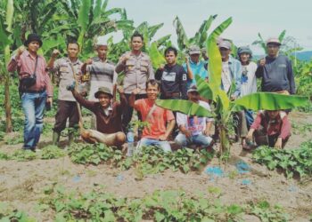 Polsek Singkarak dan Babinnya Serta Wali Nagari  Koto Sani, Dukung Program Presiden RI,  Tingkatkan Ketahanan Pangan, Lakukan Pemupukan Bersama Kelompok Tani