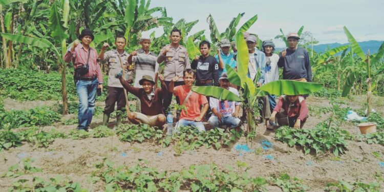 Polsek Singkarak dan Babinnya Serta Wali Nagari Koto Sani, Dukung Program Presiden RI, Tingkatkan Ketahanan Pangan, Lakukan Pemupukan Bersama Kelompok Tani