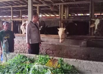 Antisipasi PMK, Bhabinkamtibmas Polsek Kemangkon Cek Hewan Ternak Warga