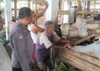 Antisipasi PMK, Dinkannak Banyumas Lakukan Vaksinasi Pada Ternak