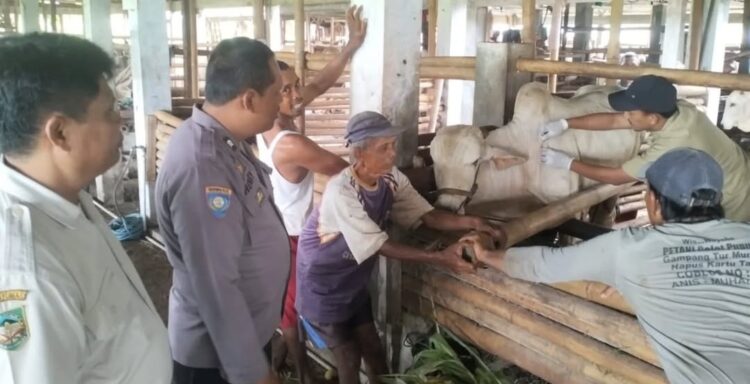 Antisipasi PMK, Dinkannak Banyumas Lakukan Vaksinasi Pada Ternak