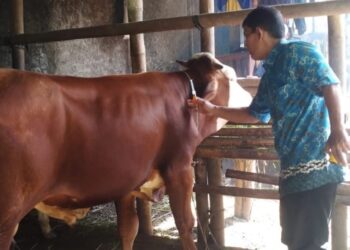 Dinkannak Banyumas Siap Memulai Vaksinasi PMK