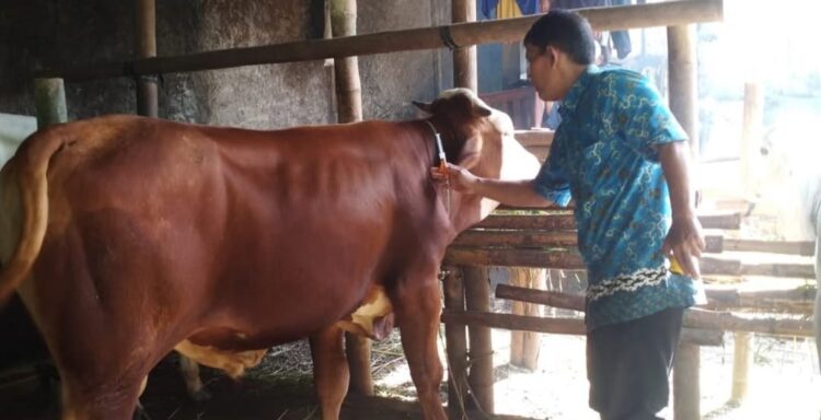 Dinkannak Banyumas Siap Memulai Vaksinasi PMK