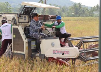 Bupati Sadewo Panen Padi dan Saksikan Penyerapan Gabah Oleh Bulog