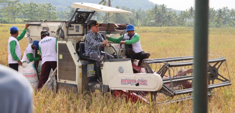 Bupati Sadewo Panen Padi dan Saksikan Penyerapan Gabah Oleh Bulog
