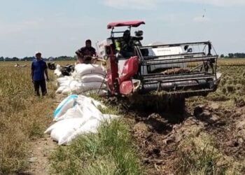 Perum BULOG Gandeng CV. Mitra Tani Sejahtera Optimalkan Serapan Gabah Petani