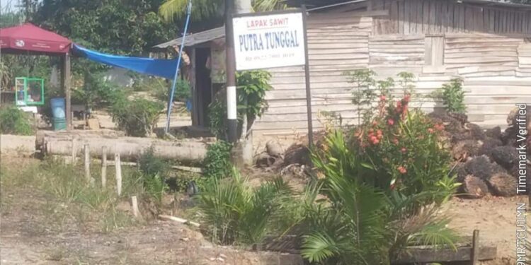 Diduga Rugikan Konsumen, Diskoperindag Mesuji Siap Uji Tera Timbangan Lapak Sawit Putra Tunggal