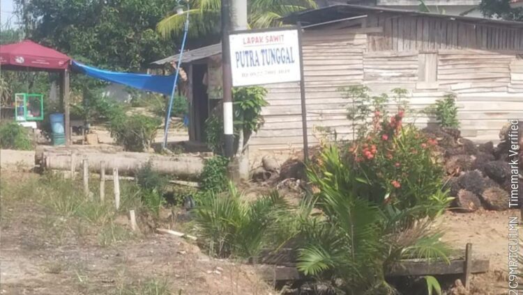 Diduga Rugikan Konsumen, Diskoperindag Mesuji Siap Uji Tera Timbangan Lapak Sawit Putra Tunggal