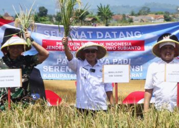 Wabup Subang Turut Laksanakan Panen Raya Serentak,Kang Akur Optimis Subang Dorong Wujudkan Kedaulatan Pangan Indonesia