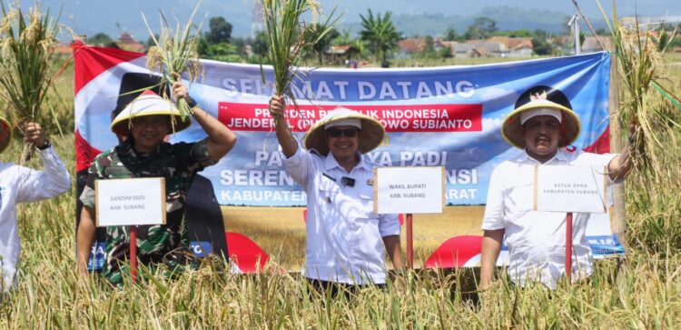 Wabup Subang Turut Laksanakan Panen Raya Serentak,Kang Akur Optimis Subang Dorong Wujudkan Kedaulatan Pangan Indonesia