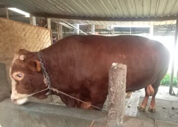 Presiden Prabowo Siapkan Sapi Kurban Seberat 1 Ton di Banyumas