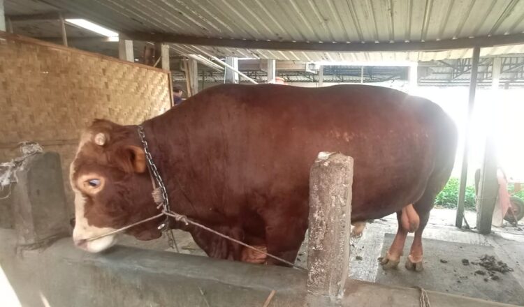 Presiden Prabowo Siapkan Sapi Kurban Seberat 1 Ton di Banyumas