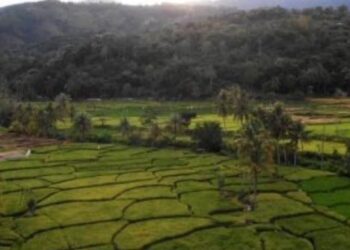 Menjelajah Desa Wisata Saniangbaka: Air Terjun, Rafflesia, dan Kearifan lokal