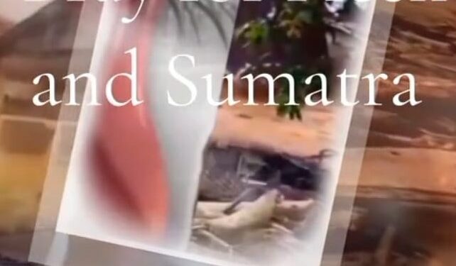 Pray for Aceh and Sumatra Tetapkan Menjadi Bencana Nasional Usut Tuntas Ke Akar-Akarnya