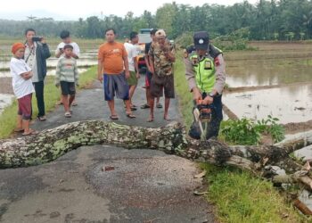 Polsek Kaligondang Bantu Evakuasi Pohon Tumbang Akibat Hujan Angin