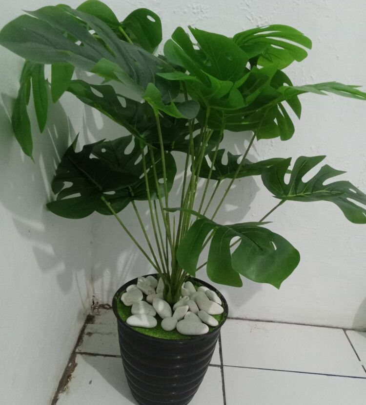 Puisi Montera : Tanaman Hias Tak Berbunga, Tapi Tetap Ceria, Oleh Widoyo Satmoko