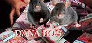 SD Negeri Serua 03, Kecamatan Ciputat Kota Tangerang Selatan Thn 2025-2024 Menerima Dana BOS Rp.1,9 M lebih, Orangtua Murid Duga Dikorupsi